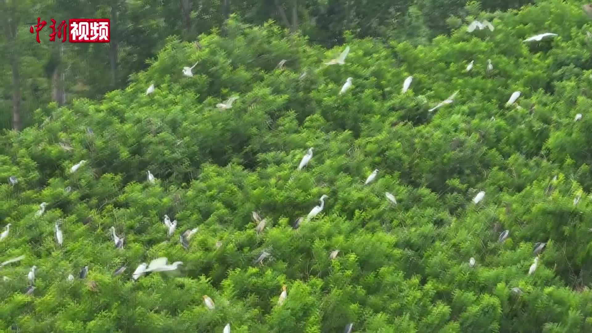 白洋淀畔呈现百鸟翔集景象