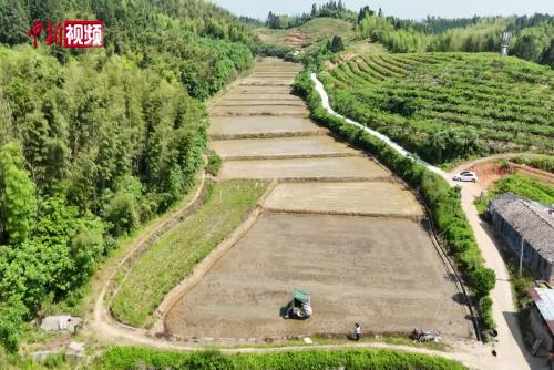 福建建寧8.2萬畝雜交水稻制種中稻進(jìn)入插秧季 水稻種子將銷往東南亞