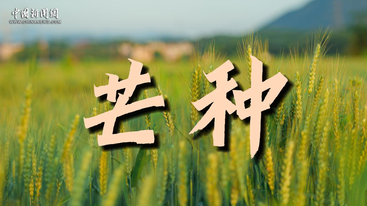 芒種：風(fēng)吹麥浪 時光凝香