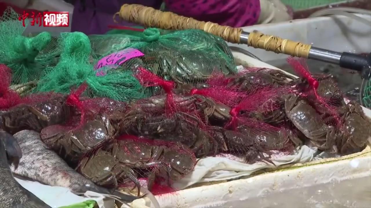 上海：“六月黄”抢鲜上市 蟹肉鲜嫩细软