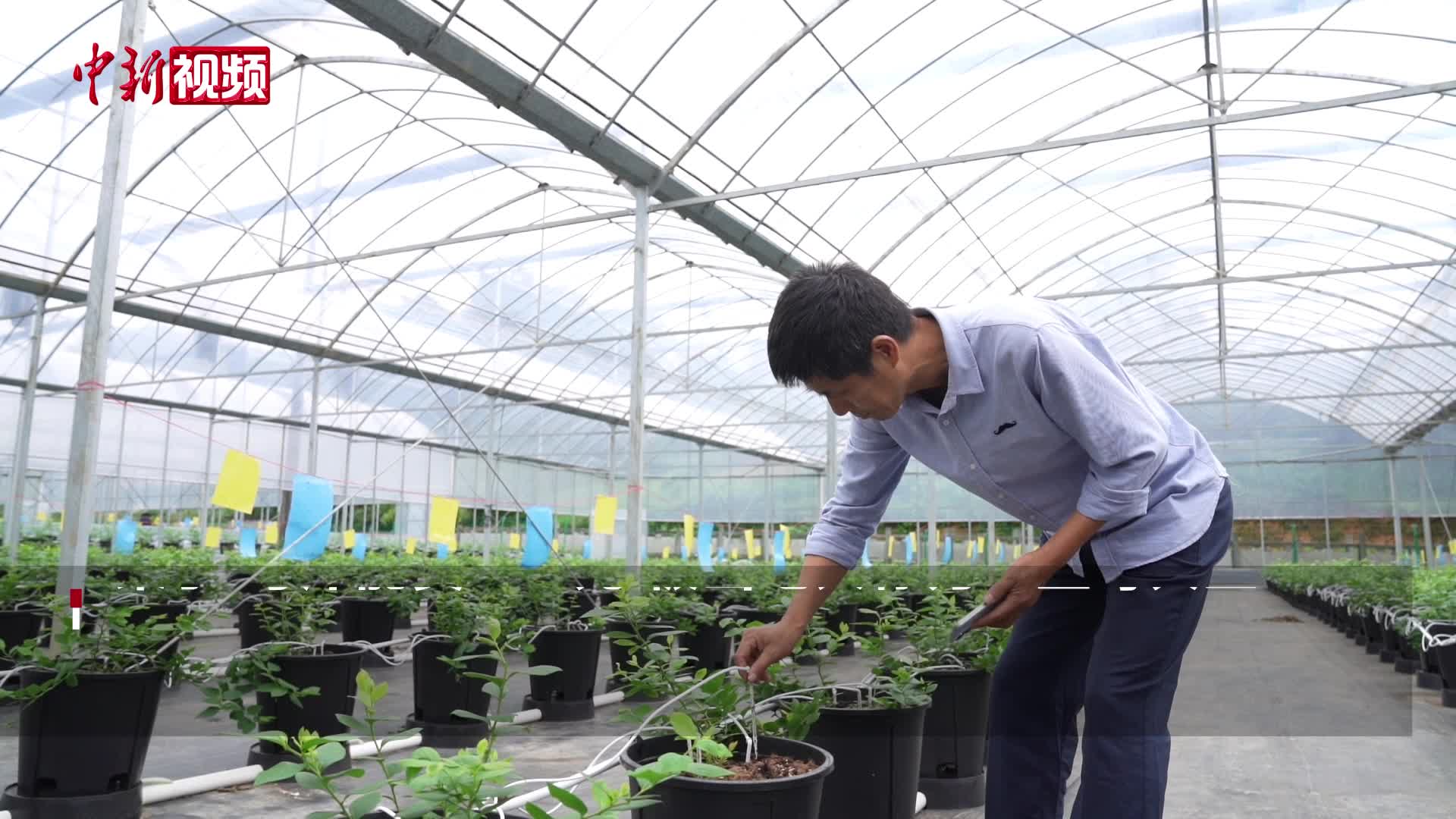 浙江山区“蓝莓大王”种果16载：希望探索AI农业
