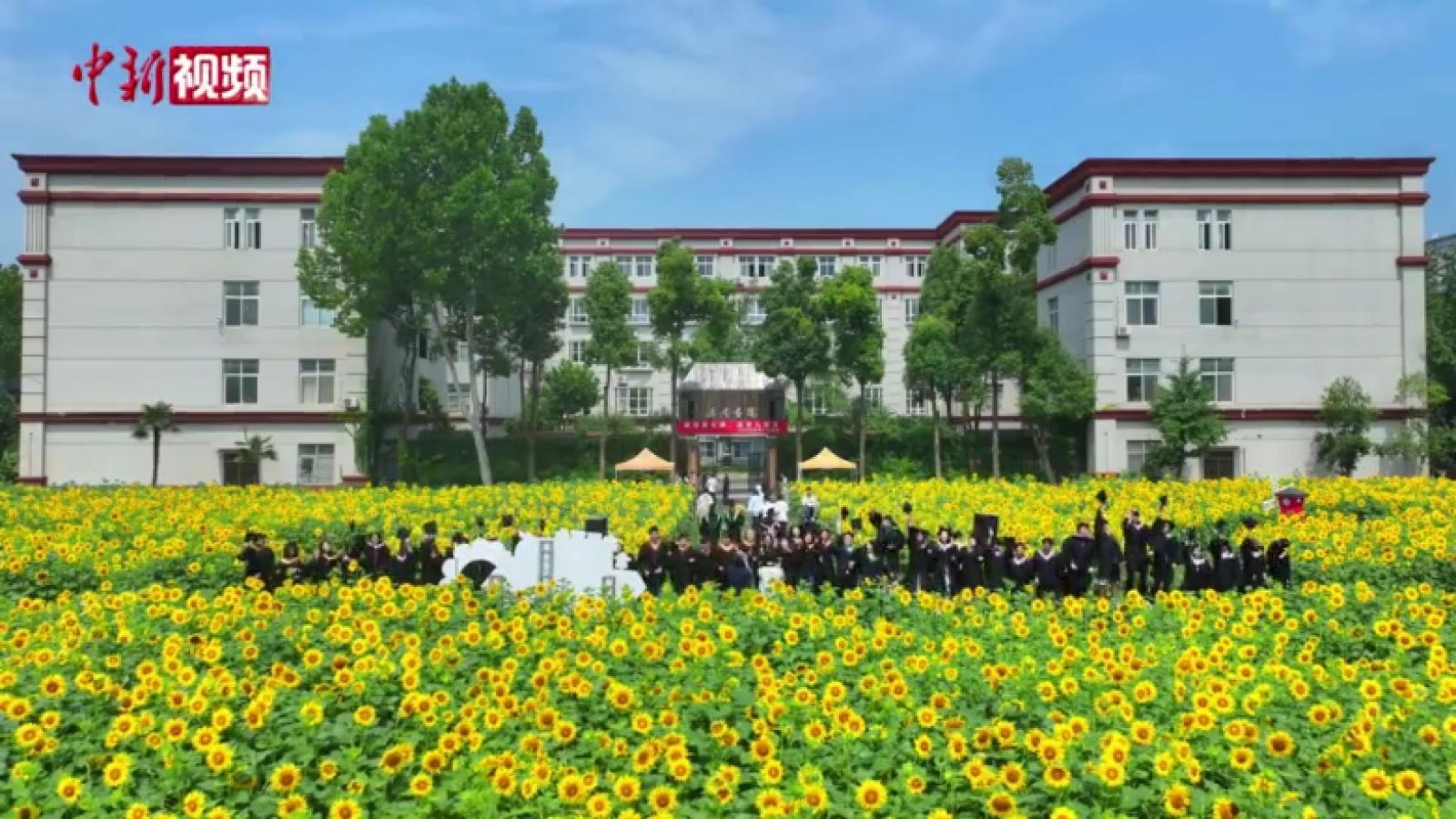 武汉一高校万株向日葵竞放 打造靓丽“毕业背景墙”