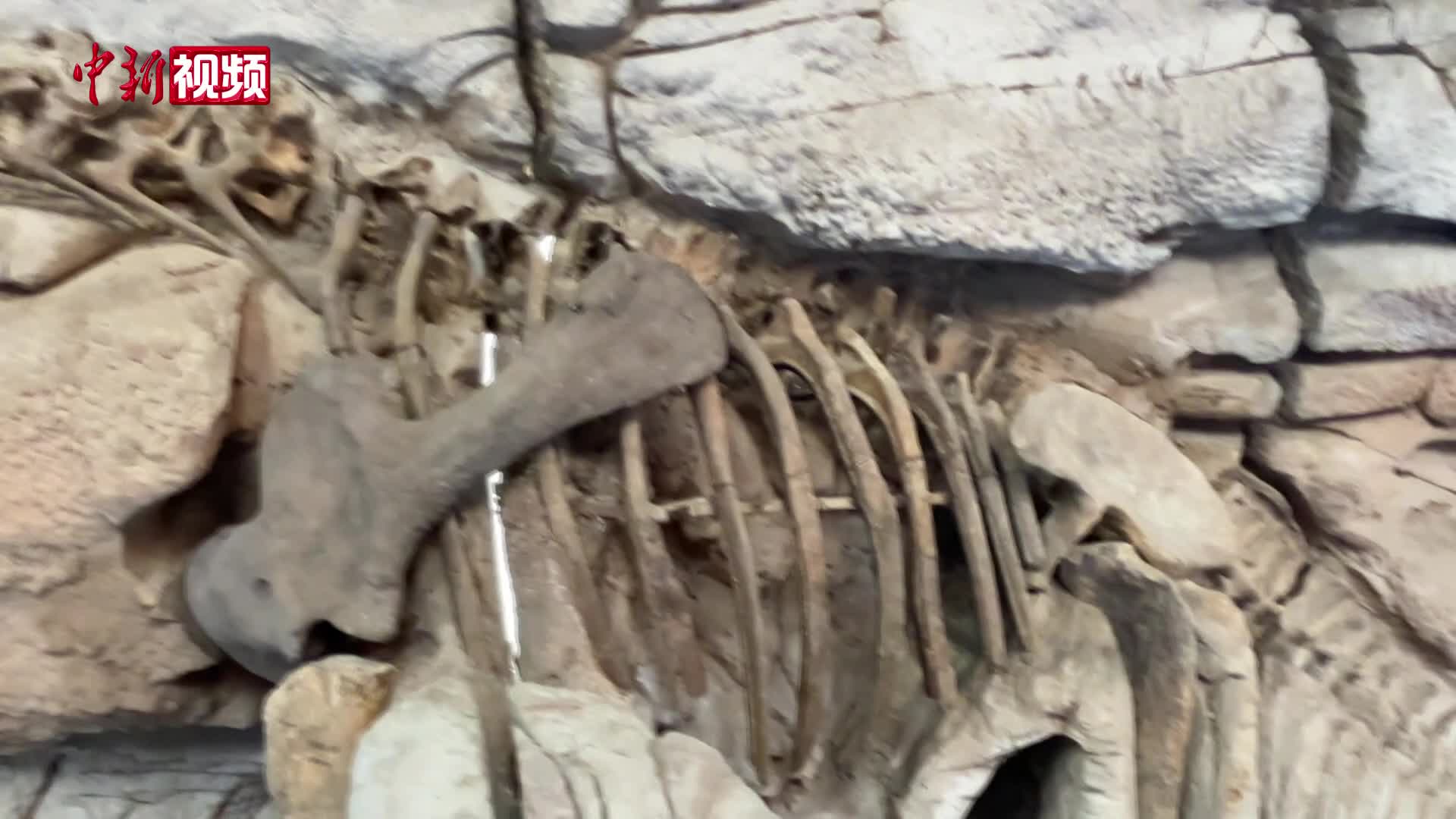 北京世园古生物研学基地开放 呈现地球46亿年生命演化
