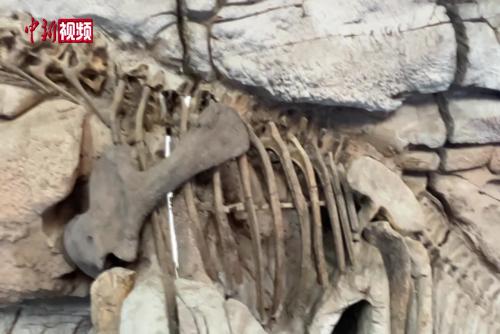 北京世園古生物研學(xué)基地開放 呈現(xiàn)地球46億年生命演化