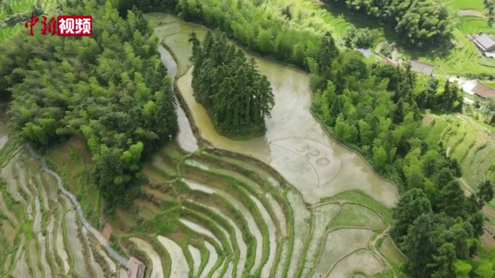 湖南新化紫鵲界梯田開放認(rèn)養(yǎng) 守護(hù)千年農(nóng)耕文明