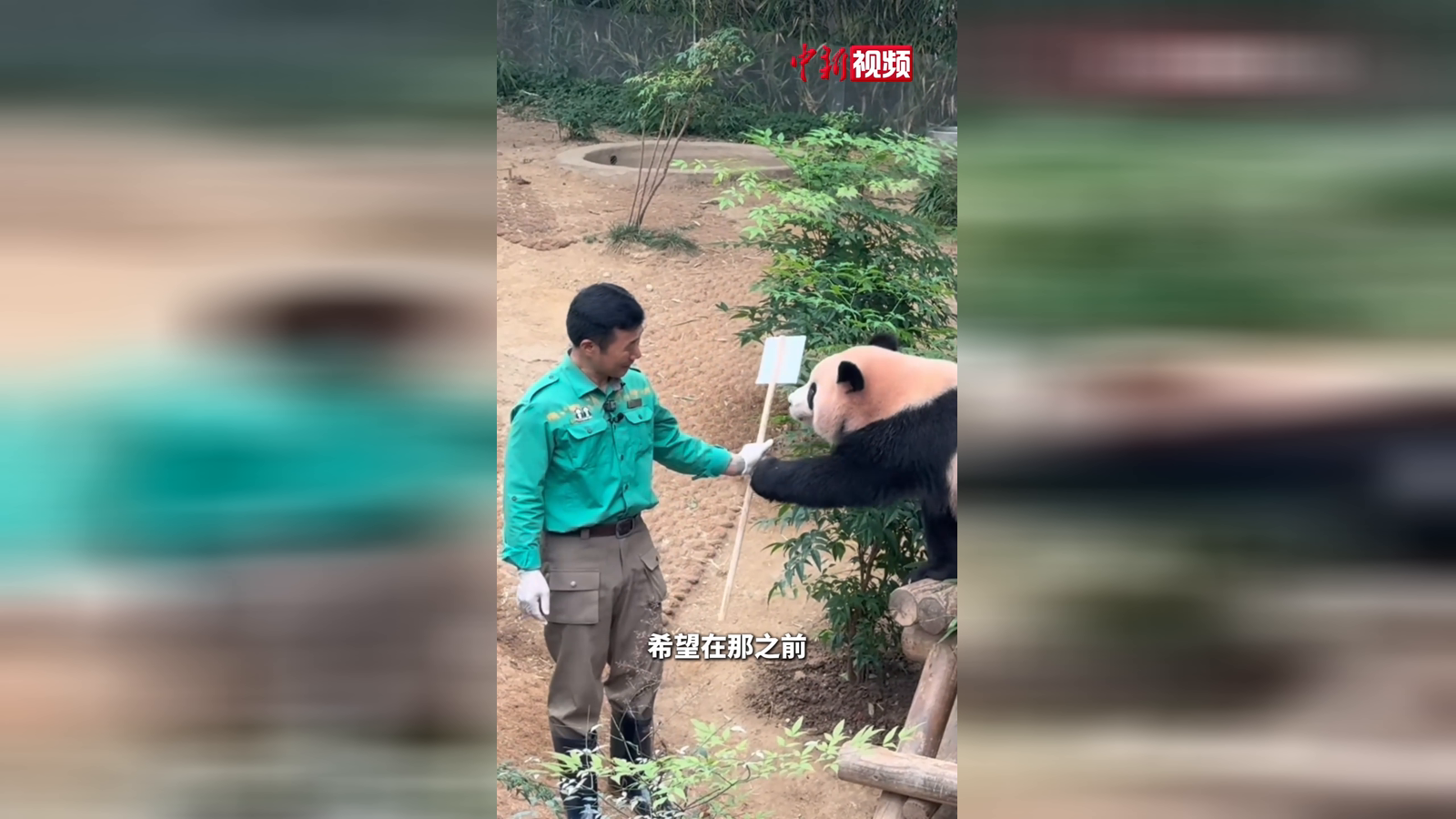旅韩大熊猫 “睿宝”“辉宝”过生日 粉丝：为它们感到骄傲