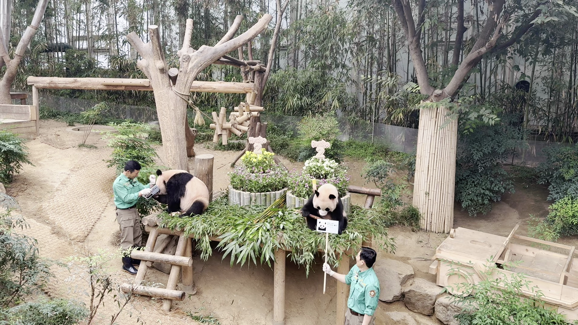“姜爷爷”用中文祝旅韩大熊猫双胞胎“生日快乐”