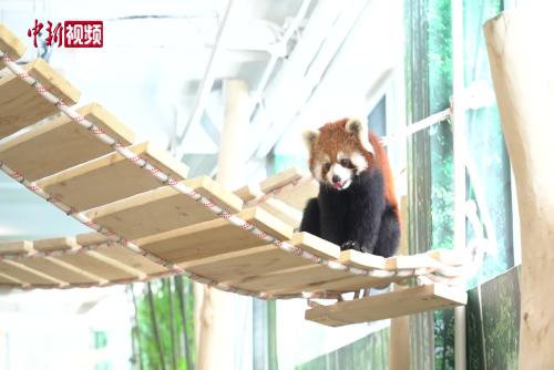 哈尔滨极地公园打造东北首家沉浸式小熊猫体验馆