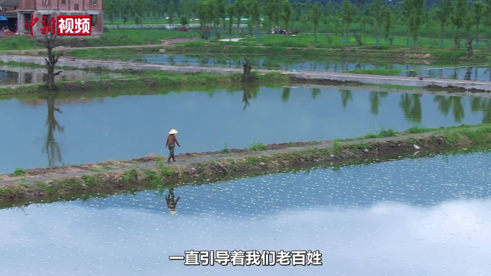 大理洱海水面千畝“水質(zhì)試金石”海菜花綻放