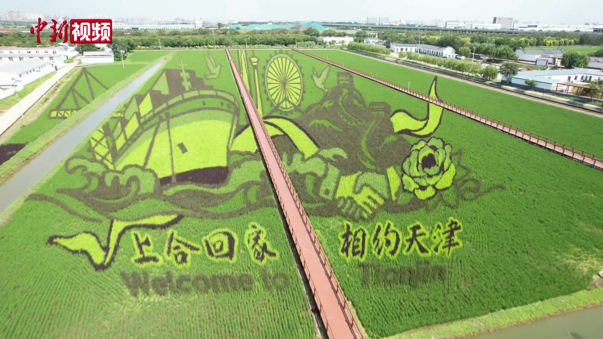 天津：五色秧苗呈现“上合”主题稻田画