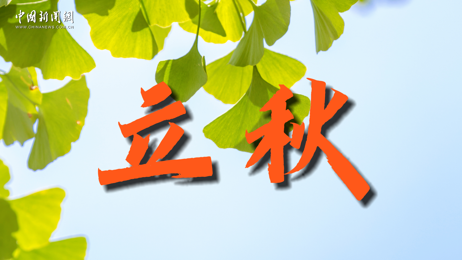 立秋：葉搖散暑氣 稻風(fēng)催穗黃