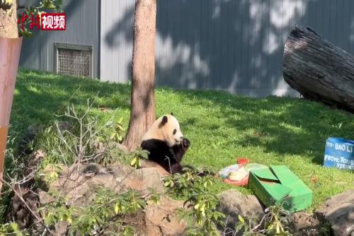 旅美大熊猫“宝力”迎来四周岁生日