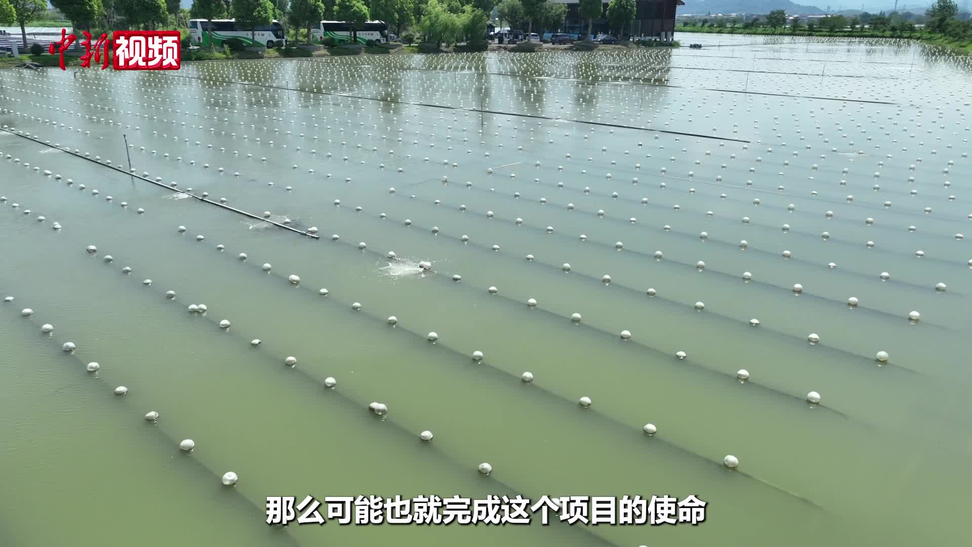 “吃”下全球珍珠七成交易额，浙江小镇靠什么？