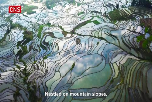 World Heritage @China: Hani Terraced Fields—A paradise harboring ingenious technology