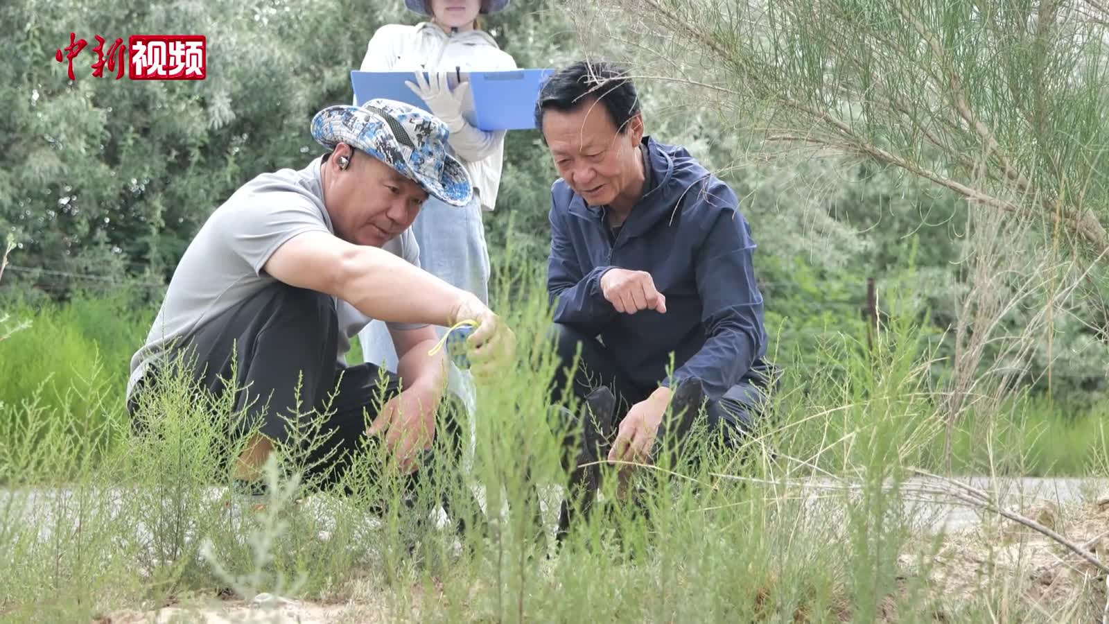 百萬畝梭梭蓯蓉產(chǎn)業(yè)基地：種活生態(tài)景 種富好日子