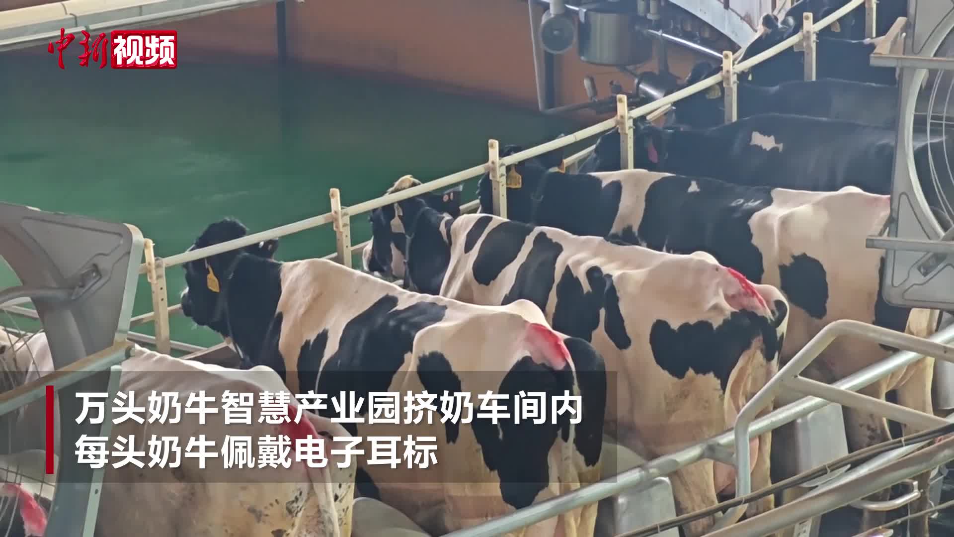 湖北南漳萬(wàn)頭奶牛睡“席夢(mèng)思” 有專屬營(yíng)養(yǎng)師