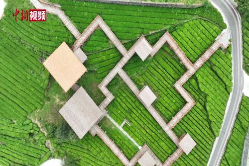 湖北宜昌：五峰“茶旅融合”激活乡村振兴新引擎