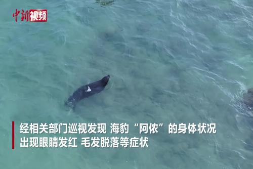 海南救助一只國家一級保護動物斑海豹