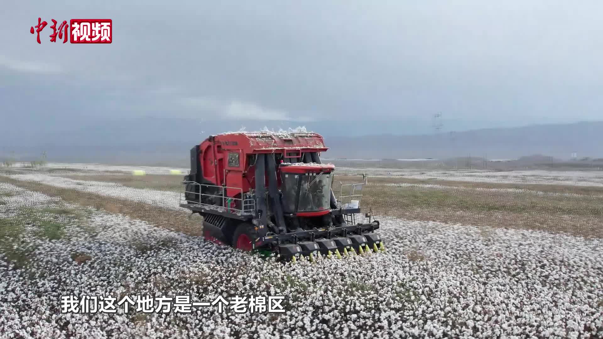 精河棉田“豐”景好，棉農(nóng)如何走“花”路？