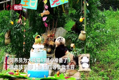 中国大熊猫保护研究中心都江堰基地举行大熊猫生日季丰容活动