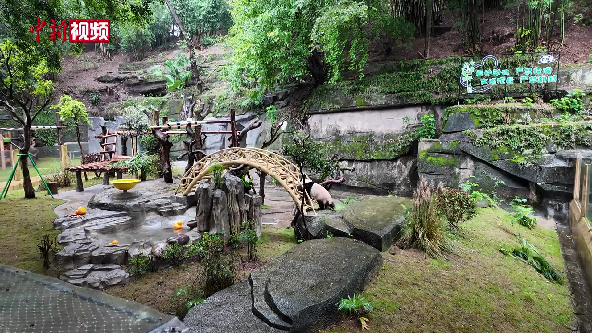 重慶動(dòng)物園大熊貓“渝愛(ài)”與公眾見(jiàn)面
