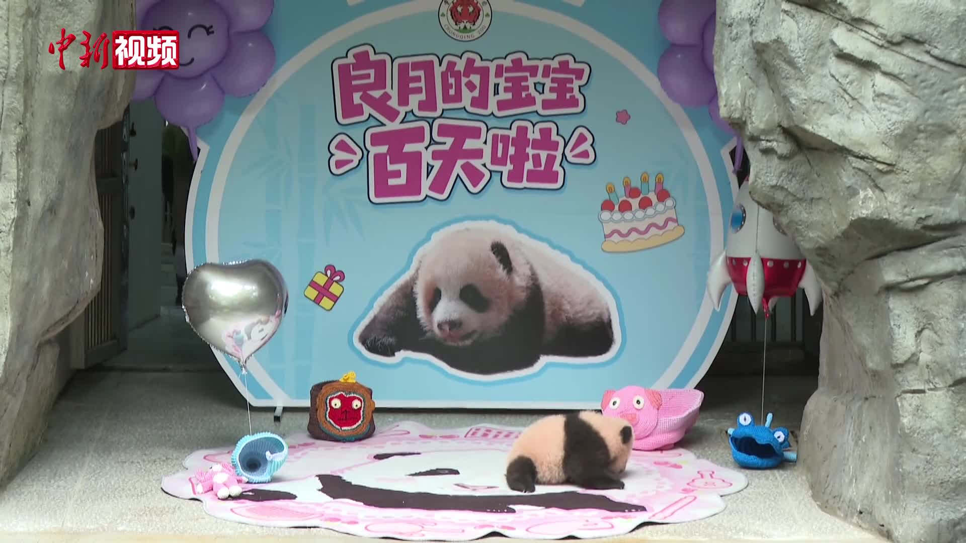 重庆动物园为大熊猫幼仔举办百日见面会