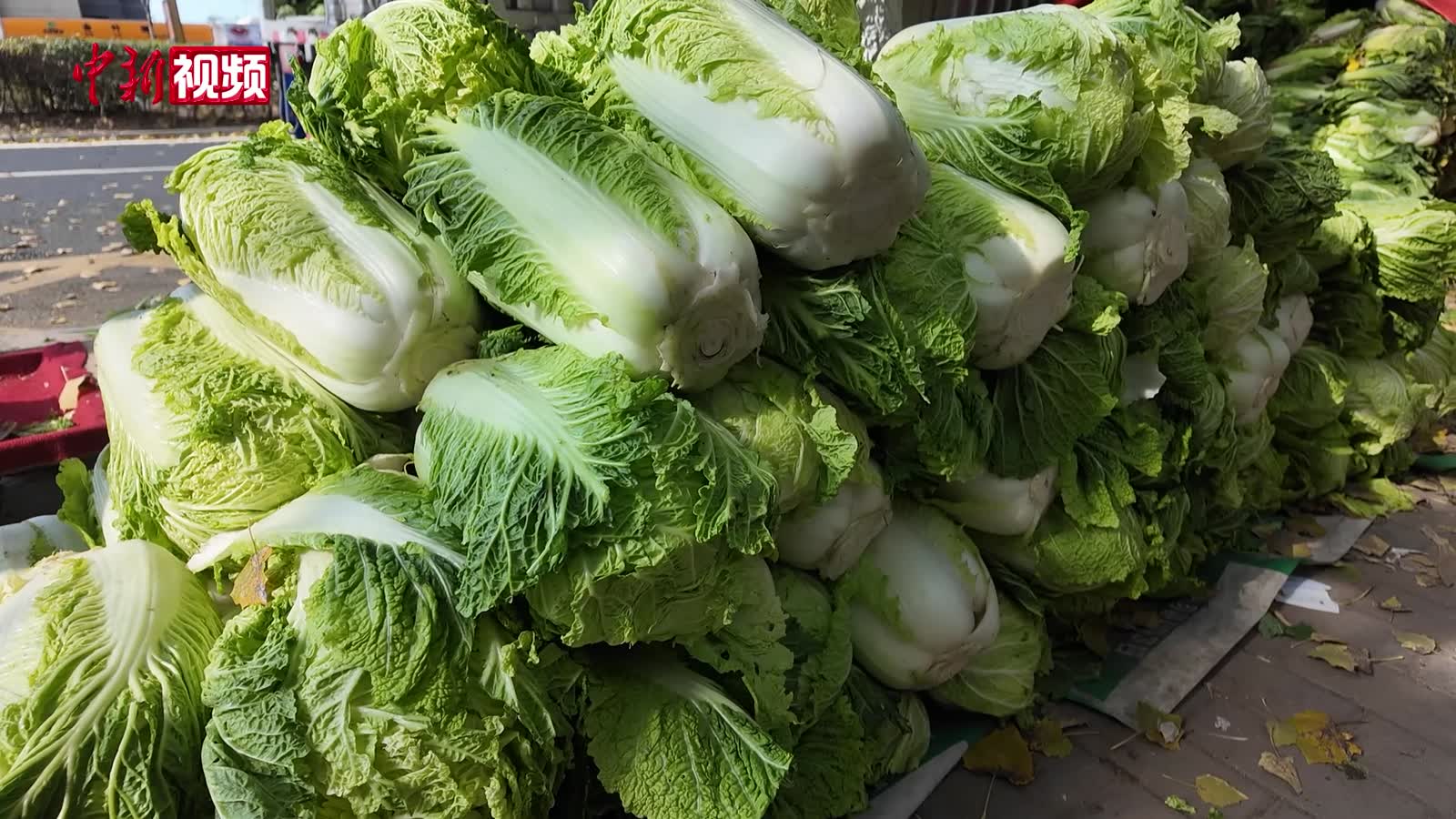 小新探访东北囤秋菜：选菜有秘诀 菜农每天按“吨”走量