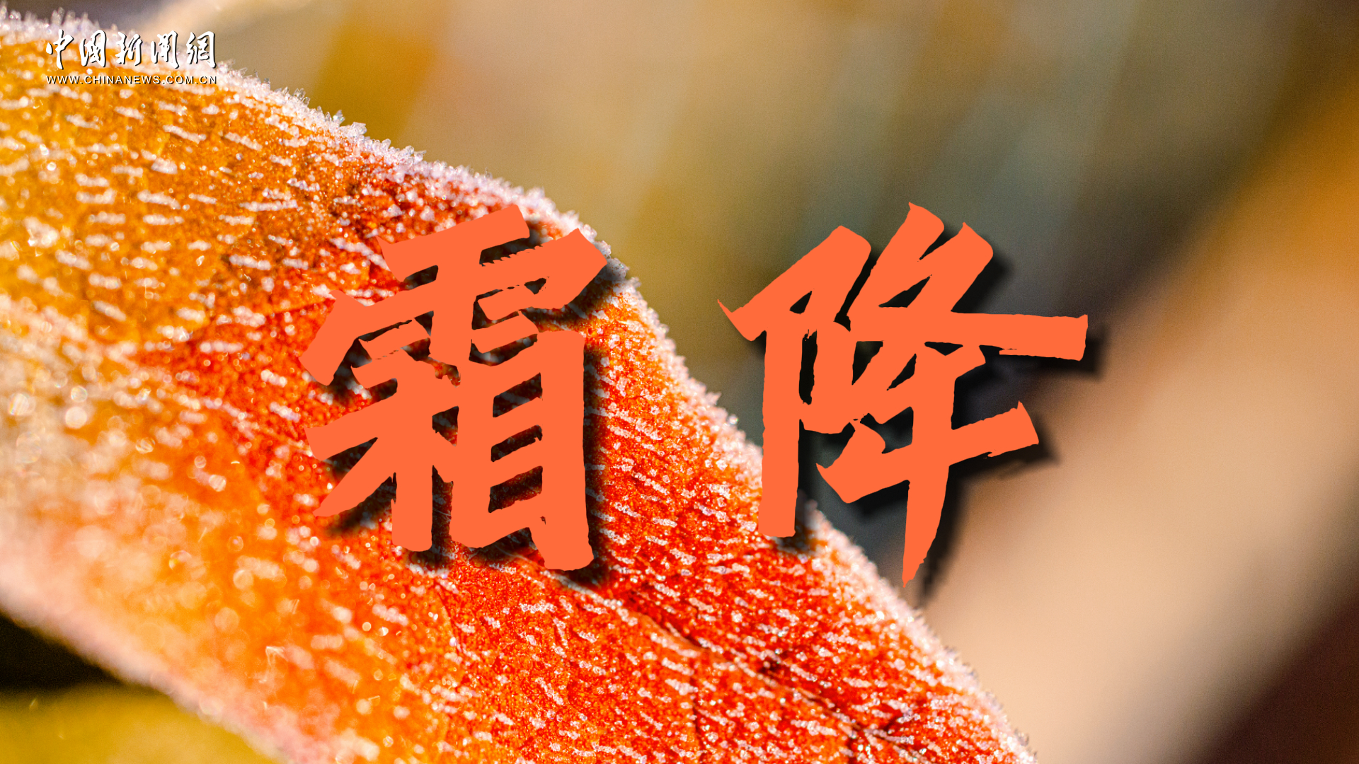 霜降：凝露結(jié)為霜 籬邊菊正黃