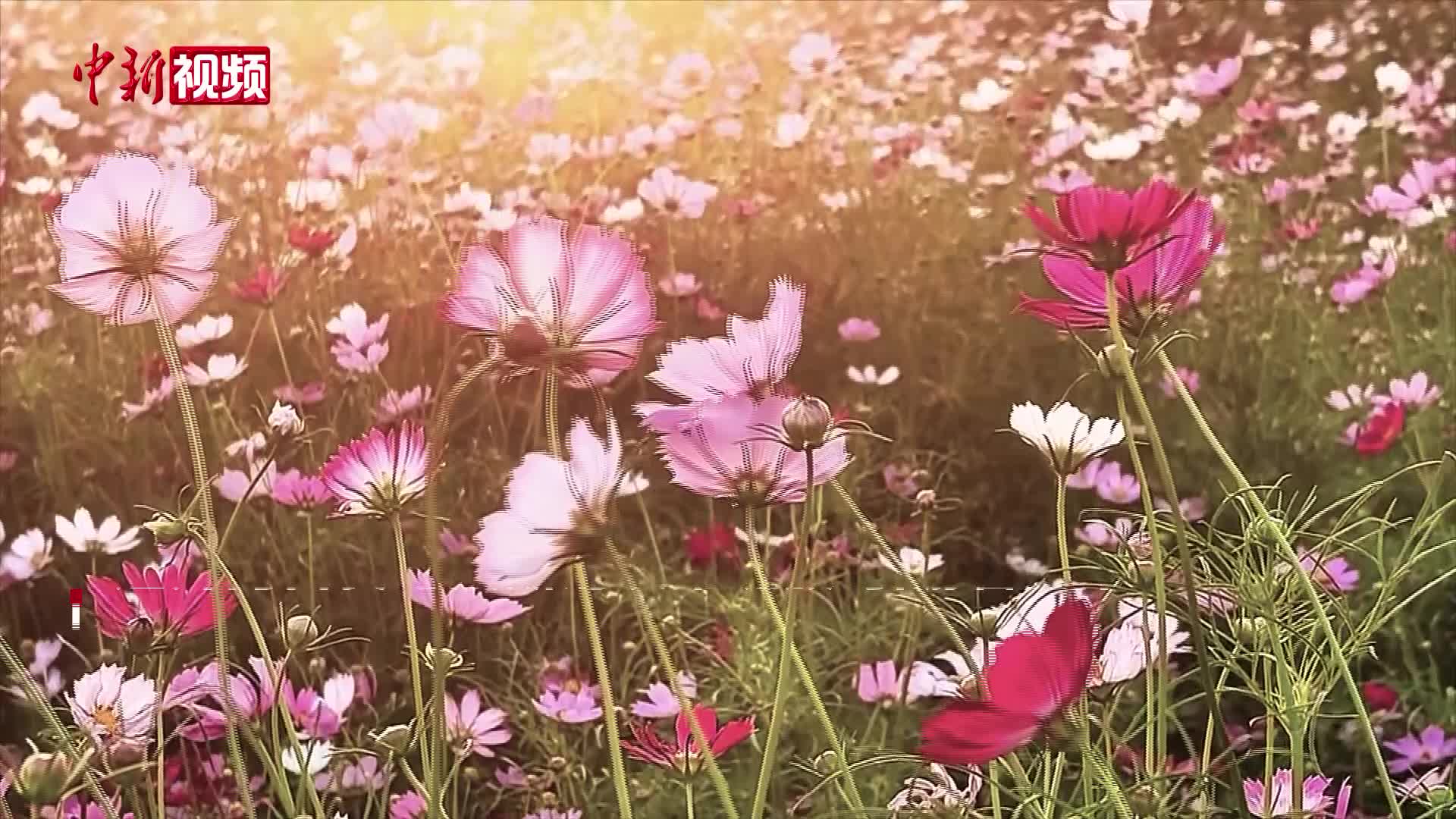 南昌版“莫奈花園” 城中花海引游人樂享秋光