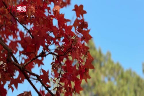北京香山紅葉進(jìn)入最佳觀賞期 “銀發(fā)路線”讓賞秋更便利