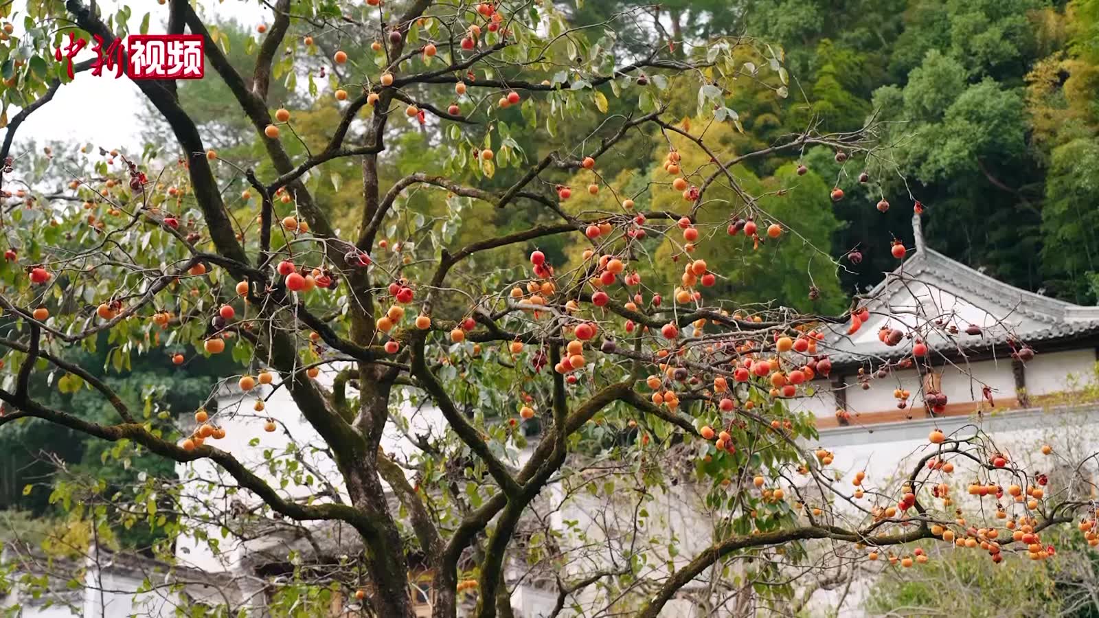 江西篁嶺古村秋色滿園 宛如大自然的調(diào)色盤