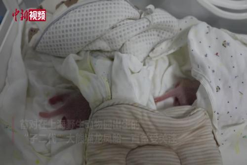 上海野生動物園給龍鳳胎大熊貓寶寶選名字啦！