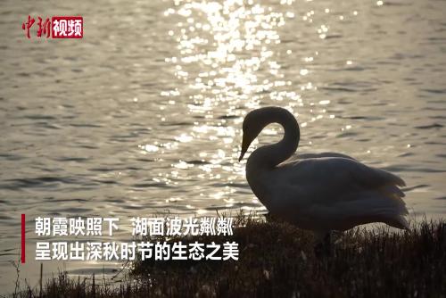 河南鄭州：大天鵝與疣鼻天鵝“同框” 專業(yè)人士解析不同