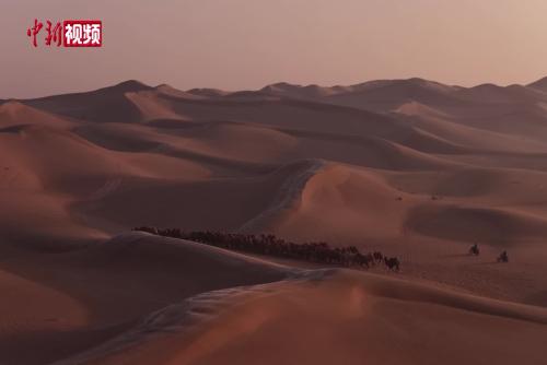 大漠轉(zhuǎn)場(chǎng)記：科技護(hù)駝群 初心守自然