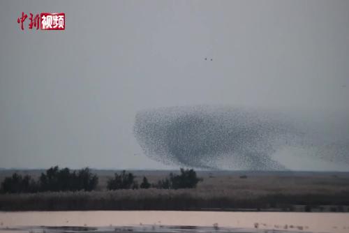 《逍遙游》照進現實！黃河口“鳥浪”現“鯤化鵬”奇觀