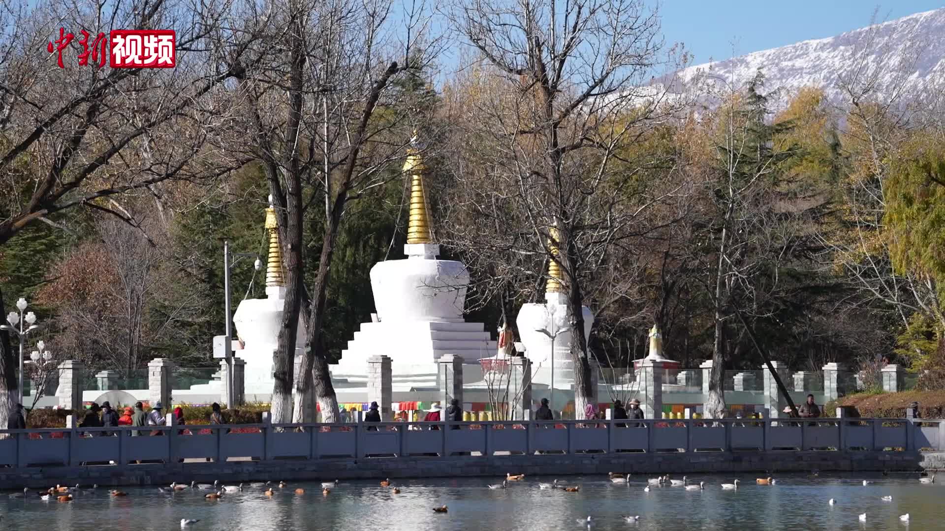 西藏拉萨迎来大批越冬候鸟