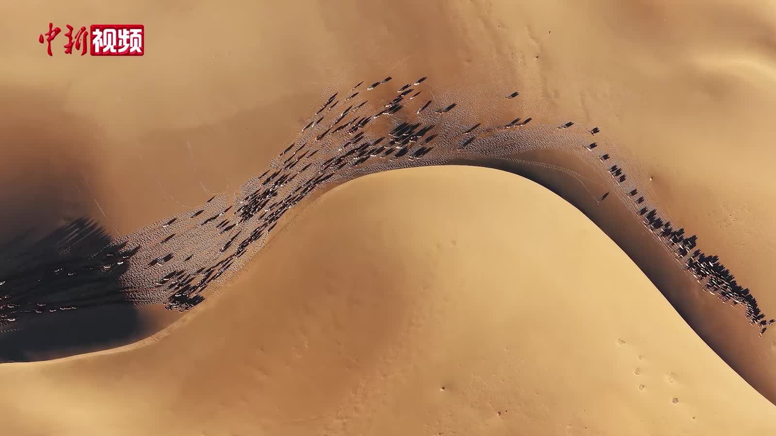 千峰駱駝踏沙而行 繪就冬日大漠轉(zhuǎn)場盛景