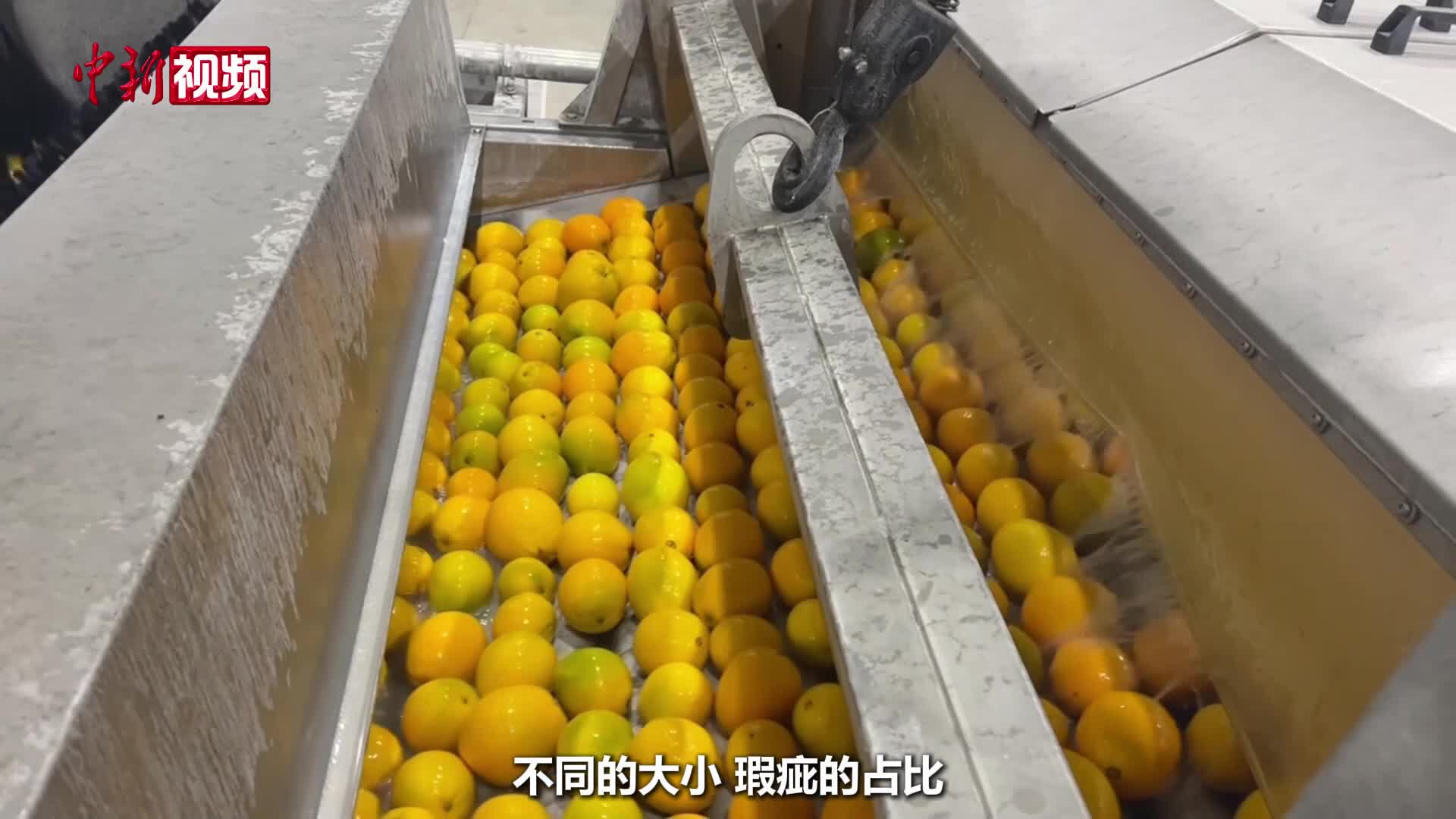 赣南脐橙从采摘到上市分几步？记者江西赣州寻答案