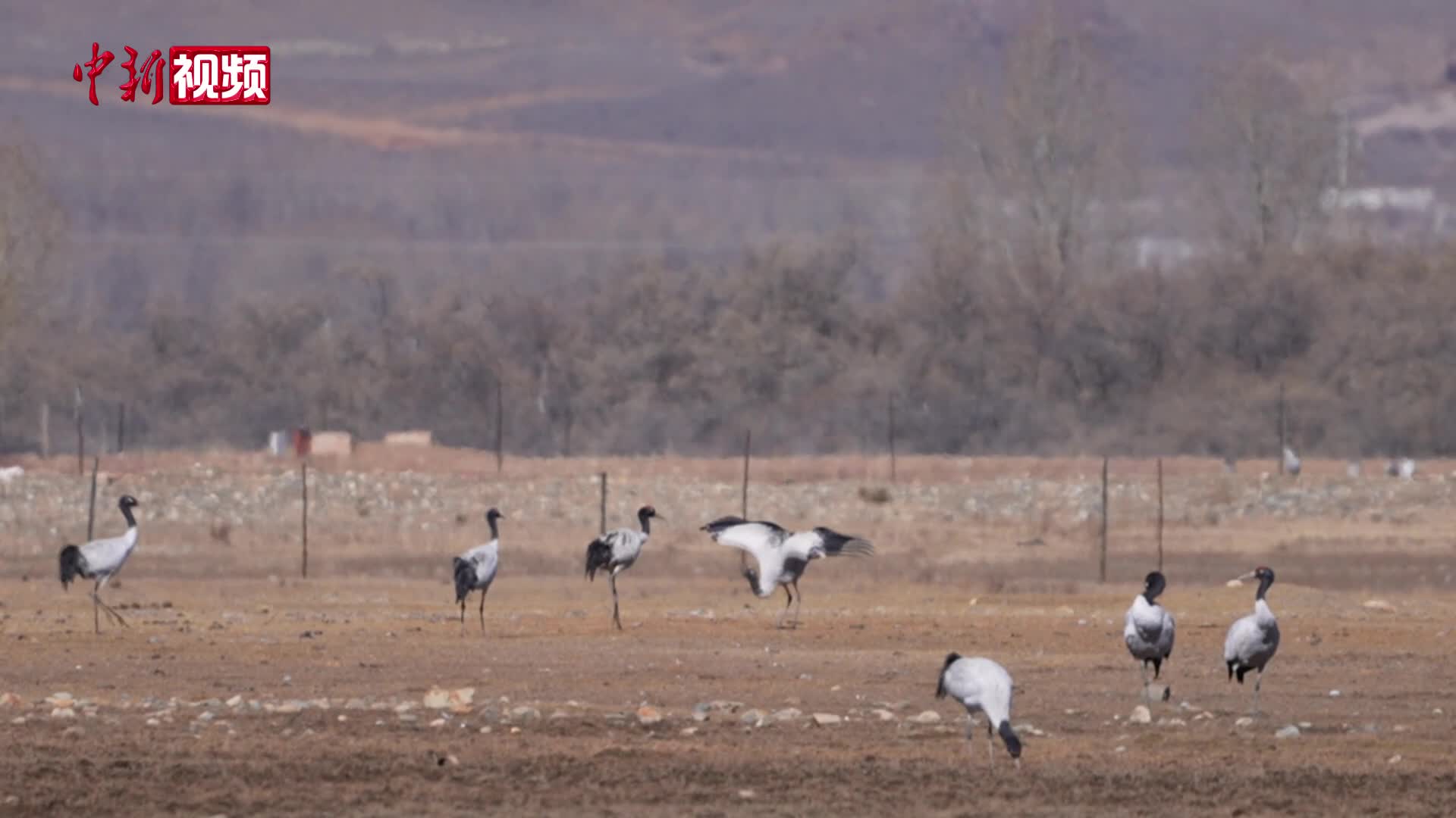 黑颈鹤越冬栖息的“天然乐园”
