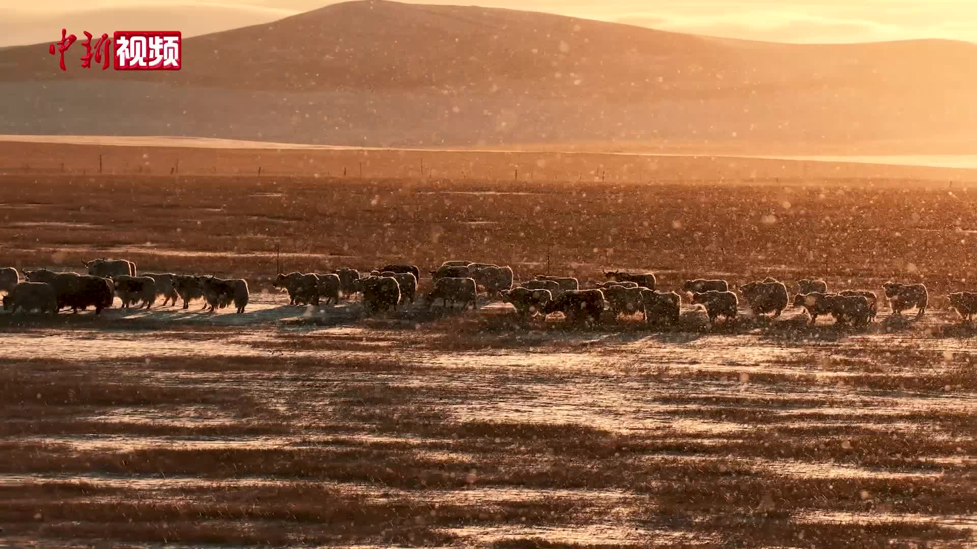 内蒙古：初雪润草原 生灵映余晖