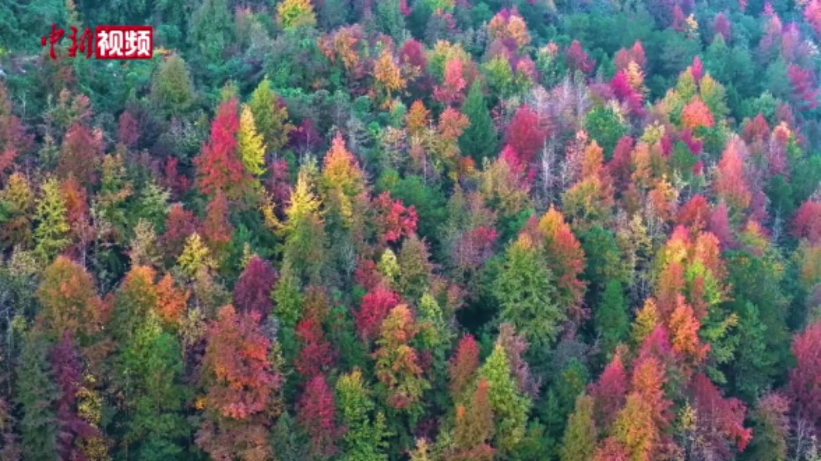 三峡库区千余亩彩林迎来最佳观赏期