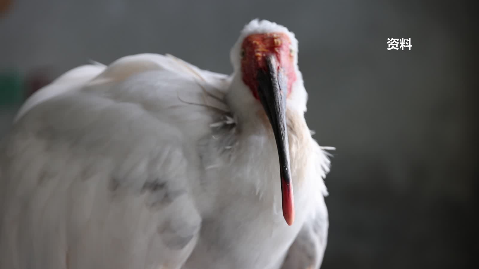 最长寿人工饲养朱鹮“平平”在北京去世