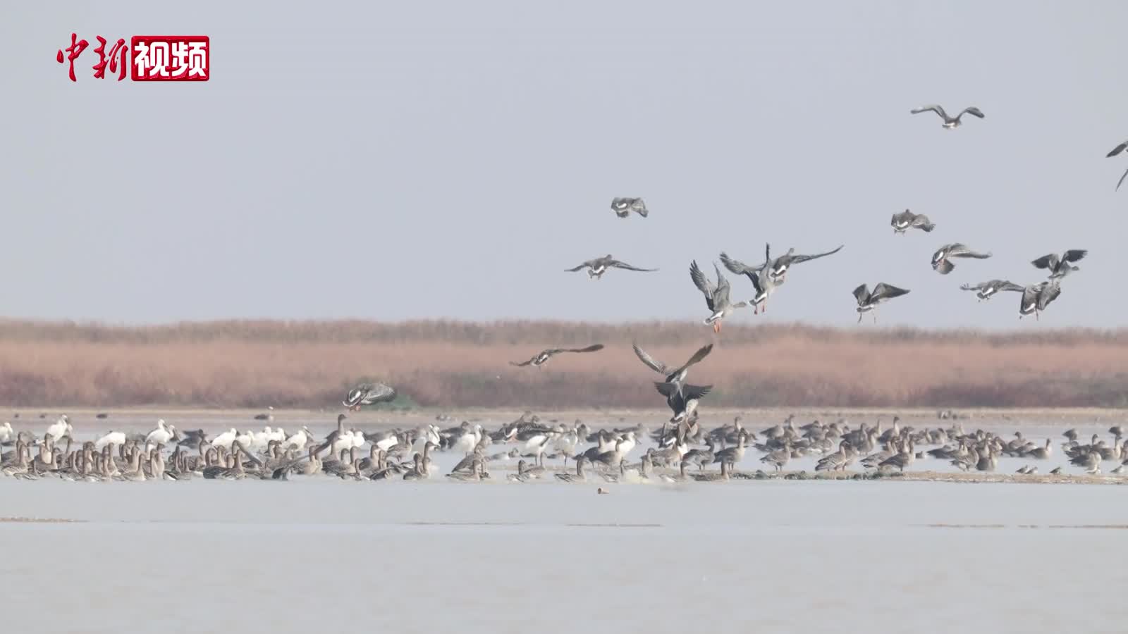 “鸟潮”来袭！36万羽65种鸟类飞抵鄱阳湖越冬