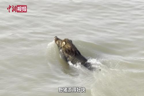 長江南京段現“江豚與野豬游水 群鳥齊飛”生態(tài)畫卷