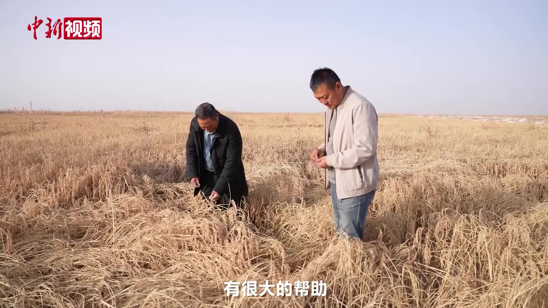 新疆4000亩沙漠盐碱水稻丰收