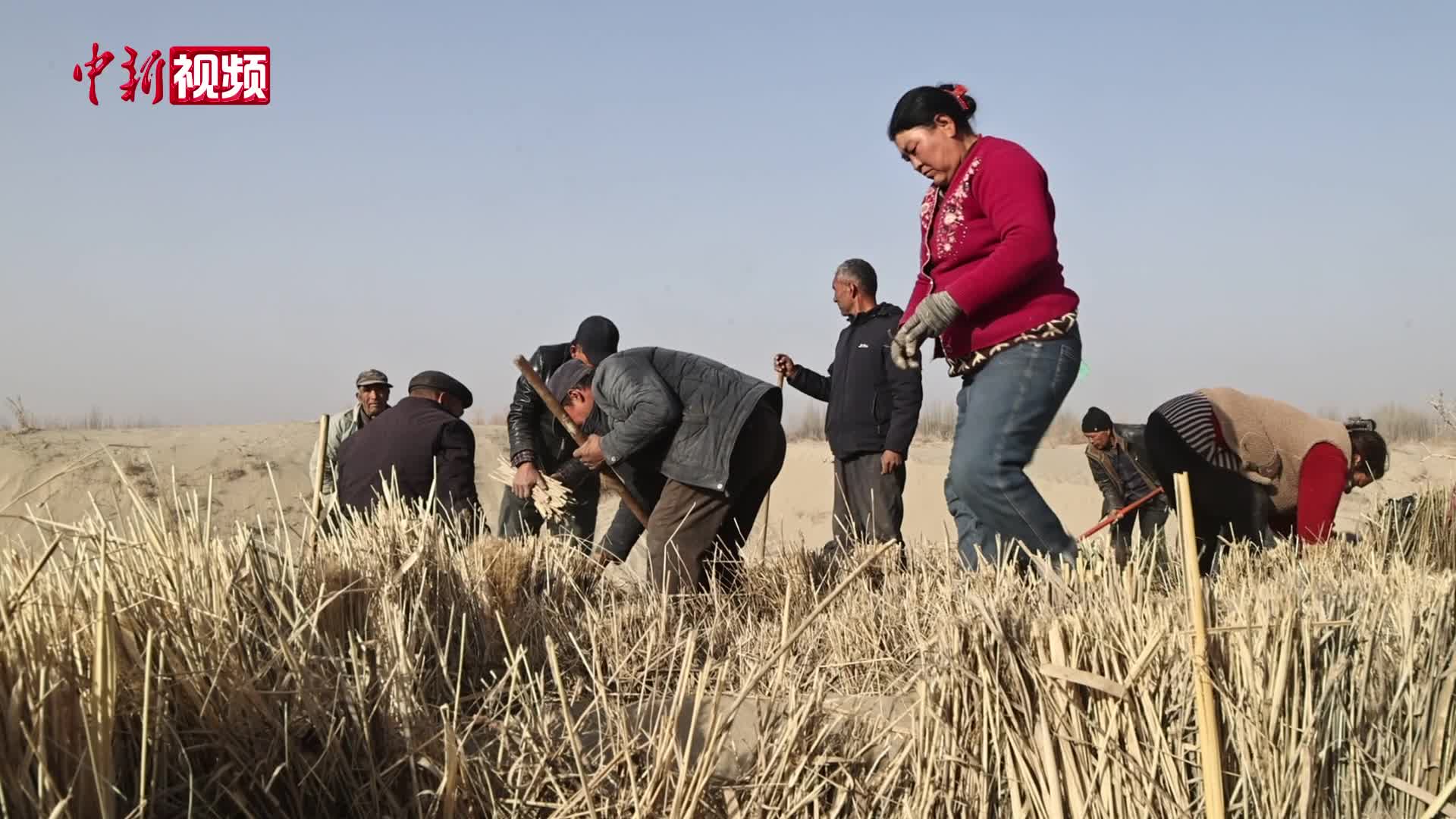 探访新疆莎车县沙漠治理：科学治沙富民一方