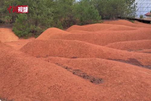 南昌安義“網(wǎng)紋紅土”將江西人類活動歷史推至50萬年前