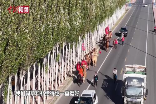 內(nèi)蒙古阿拉善駱駝“進(jìn)京記”