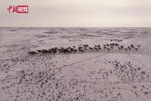 新疆福海县：戈壁大漠数百头蒙古野驴奔跑