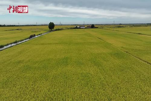 打造粮食安全“中国芯” 中国科学院种子专项取得全链条突破